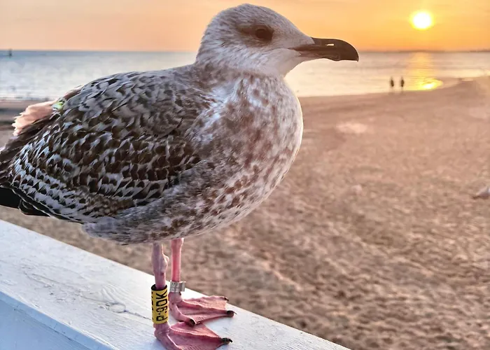 公寓 Home3city Kameralny 索波特